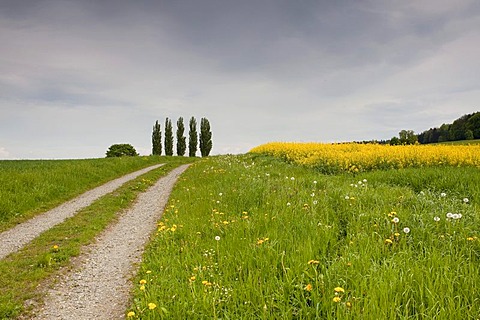 Trees and gravel path with canola field in spring, Ermatingen on Lake Constance, Canton Thurgau, Switzerland, Europa