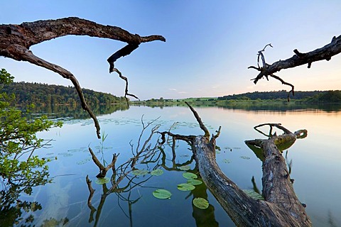 Old tree branches on Lake Mindelsee, Baden-Wuerttemberg, Germany, Europe