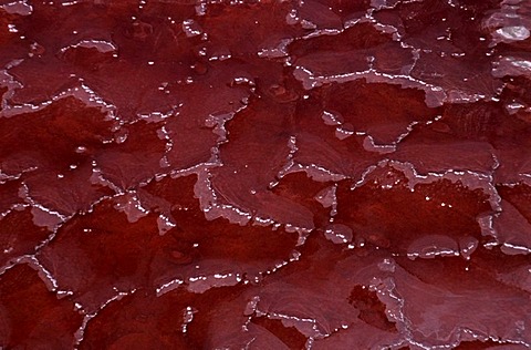 Aerial view, salt crust coloured red by cyanobacteria, Lake Natron, Great Rift Valley, Tanzania, Africa