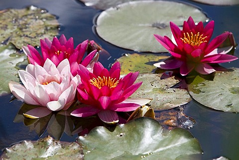 Water lilies (Nymphaea)