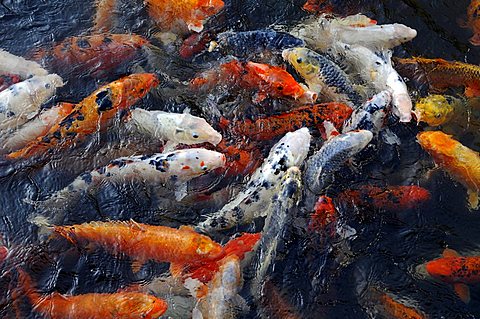 Koi carp during feeding