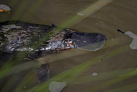 Platypus (Ornithorhynchus anatinus) in its natural environment, seldom seen in the wild, Eungella National Park, Queensland, Australia