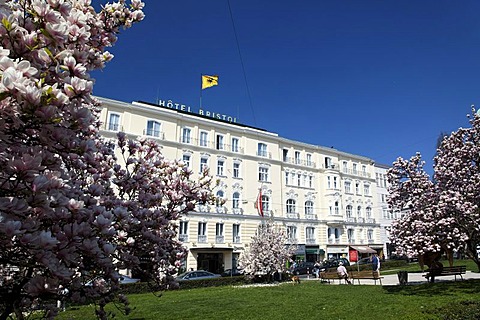 Bristol Hotel and blossoming magnolia trees, Makartplatz Square, Salzburg, historic centre, Salzburger Land, Austria, Europe