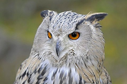 Portrait of an Eagle Owl (Bubo bubo)