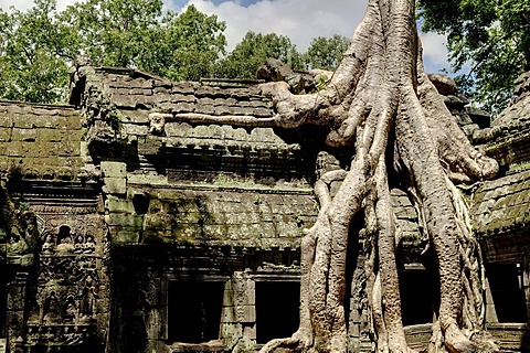 Ta Prohm, Angkor Wat complex, Siem Reap, Cambodia, Southeast Asia, Asia