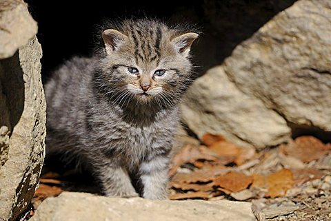 Young Wildcat (Felis silvestris) exploring the environment