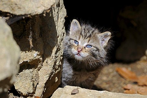 Very young European Wildcat (Felis silvestris), exploring its environment in front of the burrow