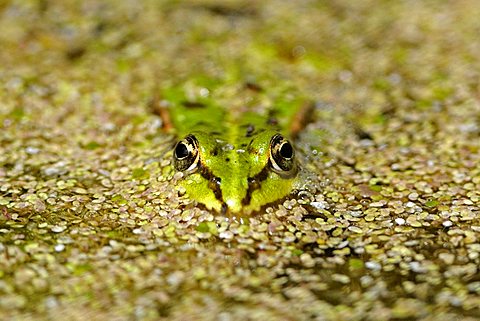 Pool frog (Rana lessonae), in a pond