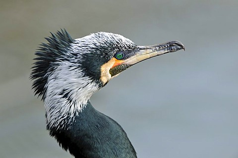 Cormorant (Phalacrocorax carbo), portrait