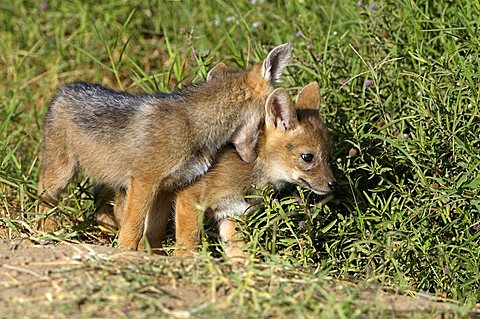 Black-backed Jackals (Canis mesomelas), young animals playing, Lake Nakuru, national park, Kenya, East Africa