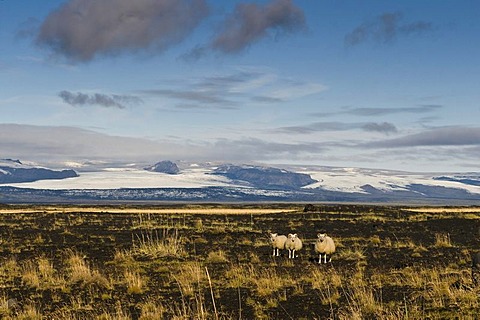 Landscape in the west of Iceland, Europe