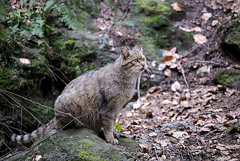 Wild cat (Felis silvestris), wandering through its territory