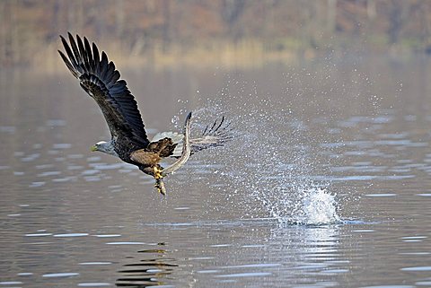 Sea eagle or White-tailed Eagle (Haliaeetus albicilla), male, adult, catching an eel