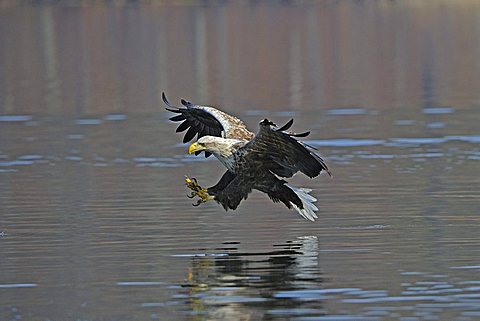 Sea eagle or White-tailed Eagle (Haliaeetus albicilla), male, adult, hunting