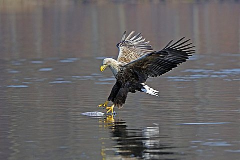 Sea eagle or White-tailed Eagle (Haliaeetus albicilla), male, adult, hunting