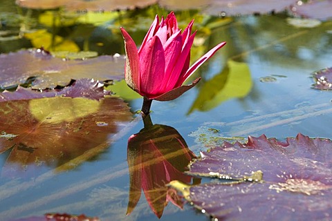 Pond with water lily (Nymphaea), reflection, Westfalenpark, Dortmund, Ruhrgebiet region, North Rhine-Westphalia, Germany, Europe