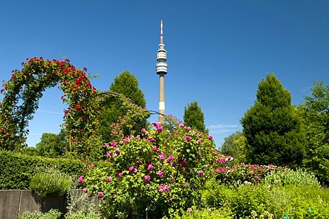 TV Tower, so-called Florian, roses in bloom, rose garden, Westfalenpark, Dortmund, Ruhrgebiet region, North Rhine-Westphalia, Germany, Europe