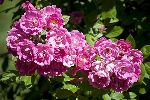 Pink roses, climbing roses, rose garden, Westfalenpark, Dortmund, Ruhrgebiet region, North Rhine-Westphalia, Germany, Europe