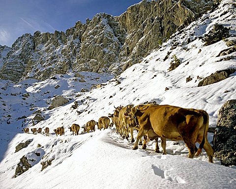 Cattle drive, Lamsenspitze, september, Karwendel, Tyrol, Austria