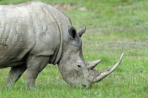 White Rhinocerus (Ceratotherium simum), portrait, Lake Nakuru, national park, Kenya, East Africa