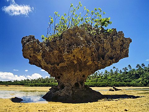 Corals on Va Vau, Tonga, South Pacific, Oceania