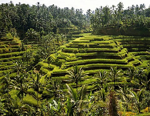 Rice paddies near Ubud, Bali, Indonesia, south-east Asia