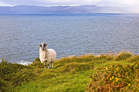 Ram on the coast of the Atlantic, Beara Peninsula, Ireland, Europe