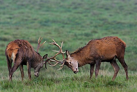 Fighting Red Stags during the rut (Cervus elaphus)