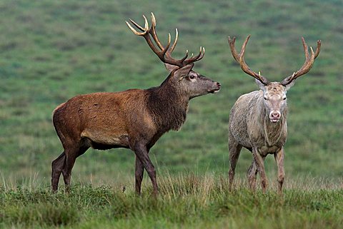 White and brown Red Stag during the rut (Cervus elaphus)