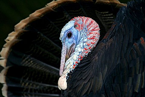 turkey - common turkey - mating turkey cock - courtship - male (Meleagris gallopavo)