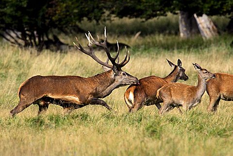 red stag during the rut following a hind - red deer in heat - behaviour - male and female (Cervus elaphus)