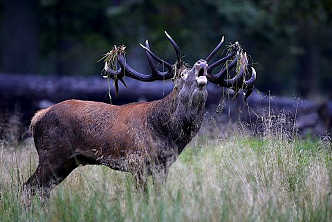 belling red stag during the rut - red deer in heat - male (Cervus elaphus)