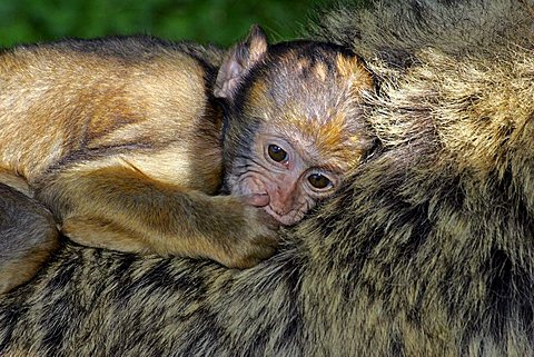 barbary apes - female with a cub on the back - barbary macaque (Macaca sylvanus)