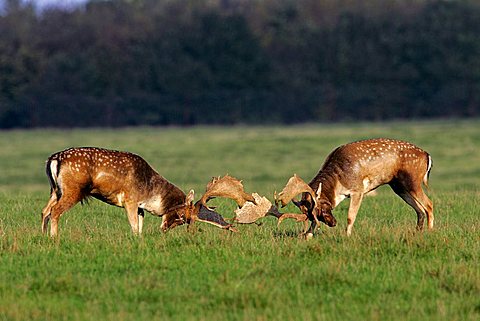 fighting fallow deers during the rut - males (Cervus dama) (Dama dama)