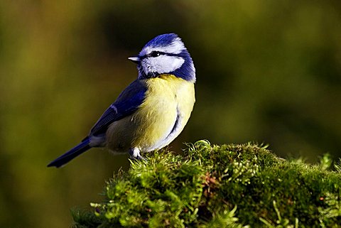 blue tit - tits - nun - tomtit - (Parus caeruleus) (Cyanistes caeruleus)