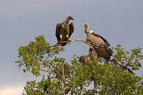 Rueppell's Vultures (Gyps rueppellii), dark stormy clouds, Masai Mara, national park, Kenya, East Africa