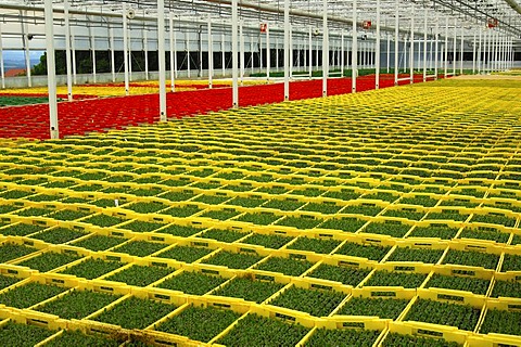 Seedlings in seed boxes in a greenhouse, nursery, Seeland region, Switzerland, Europe