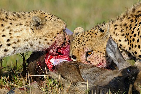 Cheetah (Acinonyx jubatus) with prey, Wildebeest (Connochaetes taurinus albojubatus), young animal, Masai Mara, national park, Kenya, East Africa