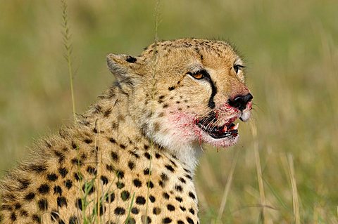 Cheetah (Acinonyx jubatus), portrait, Masai Mara, national park, Kenya, East Africa