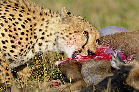 Cheetah (Acinonyx jubatus) with prey, Wildebeest (Connochaetes taurinus albojubatus), young animal, Masai Mara, national park, Kenya, East Africa