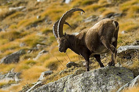 Ibex (Capra ibex)