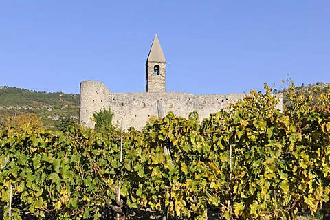 Vines and romanesque Church of the Holy Trinity, Hrastovlje, Cristoglie, Slovenia, Europe