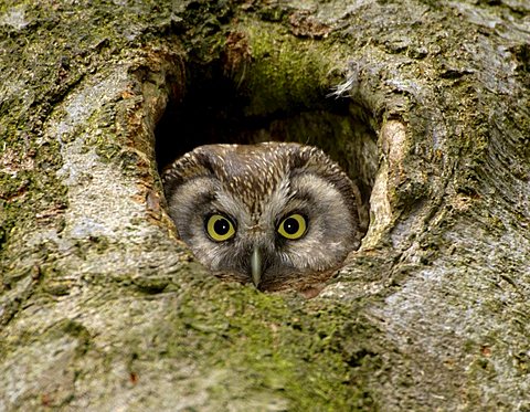Tengmalm's Owl (Aegolius funereus)