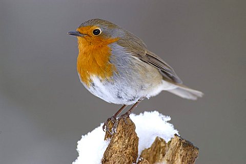 European Robin (Erithacus rubecula)