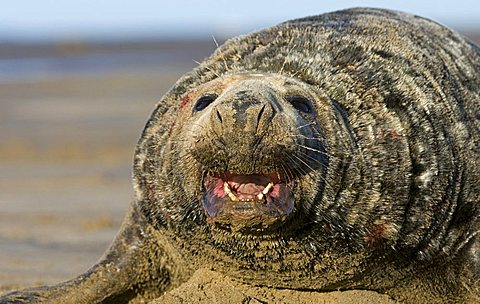 Grey Seal (Halichoerus grypus)