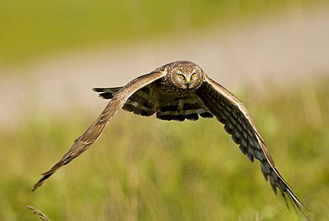 Hen Harrier (Circus cyaneus)