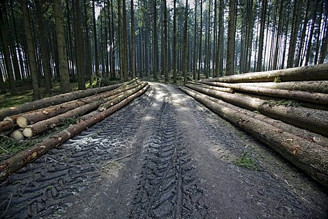 Timber industry in the forest near Meinerzhagen, Sauerland, North Rhine-Westphalia, Germany, Europe