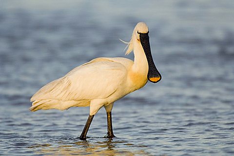 Spoonbill (Platalea leucorodia)