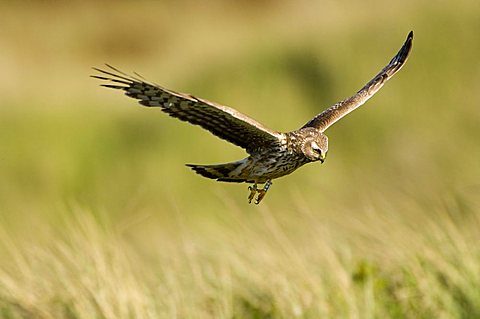 Hen Harrier (Circus cyaneus)