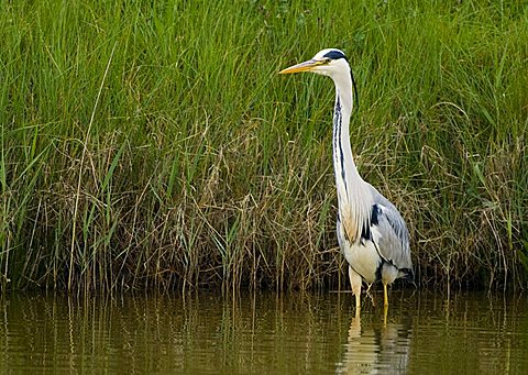 Grey Heron (Ardea cinerea)
